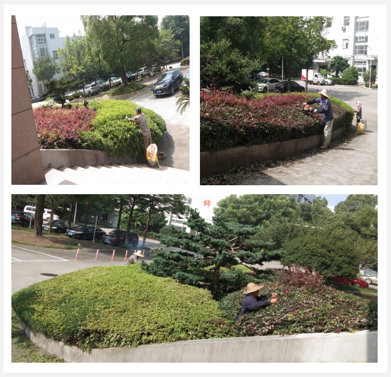 美化绿化，我们在行动      