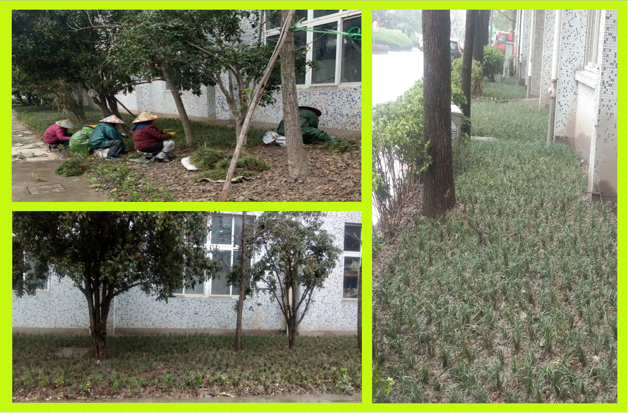 种植绿化，美化坏境