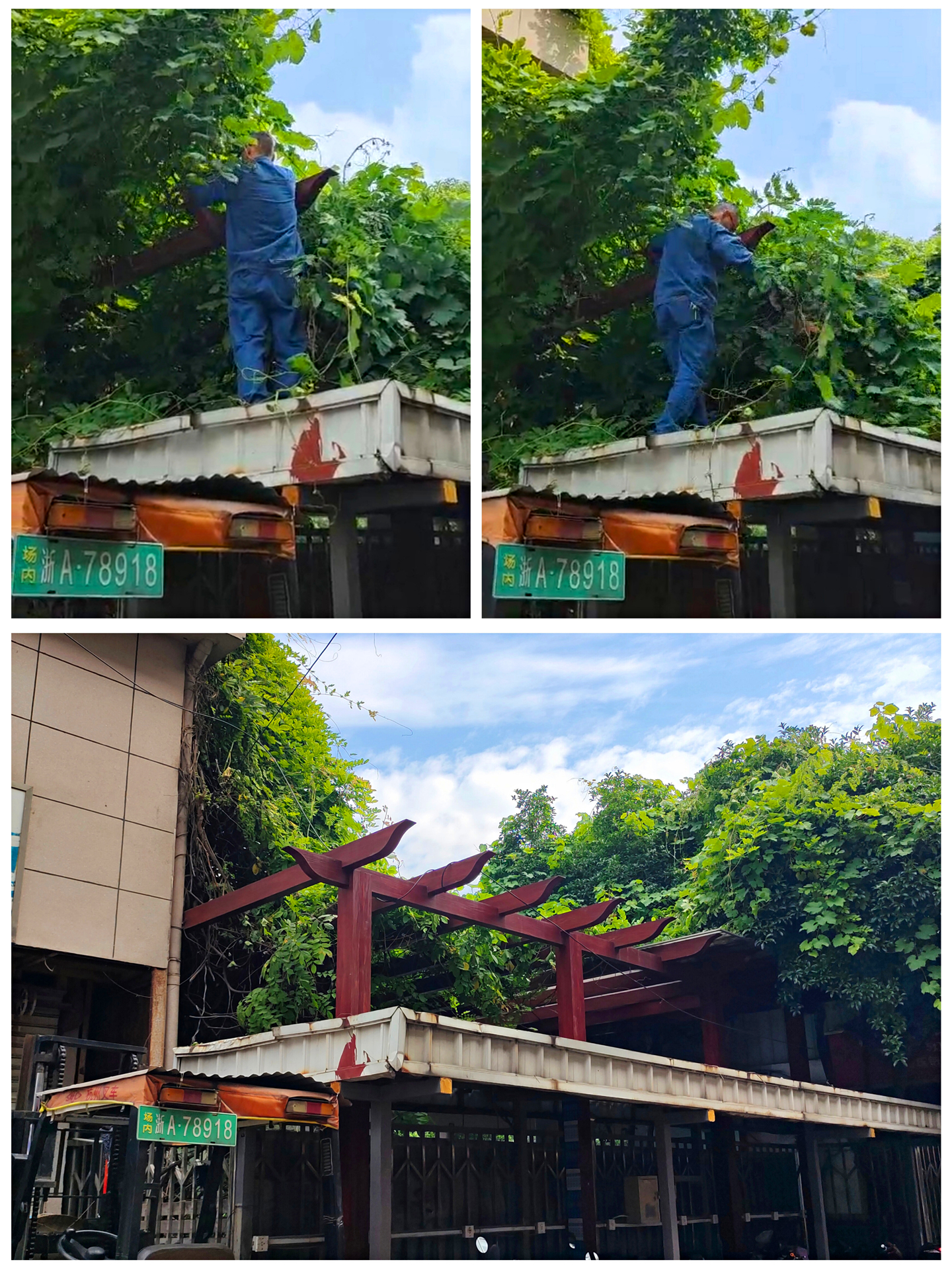树枝建剪.jpg
